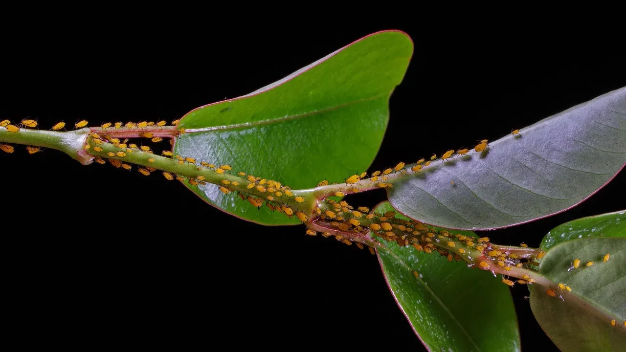 Underestimating How Fast Pests Reproduce and Spread (Image Credits: Pixabay)