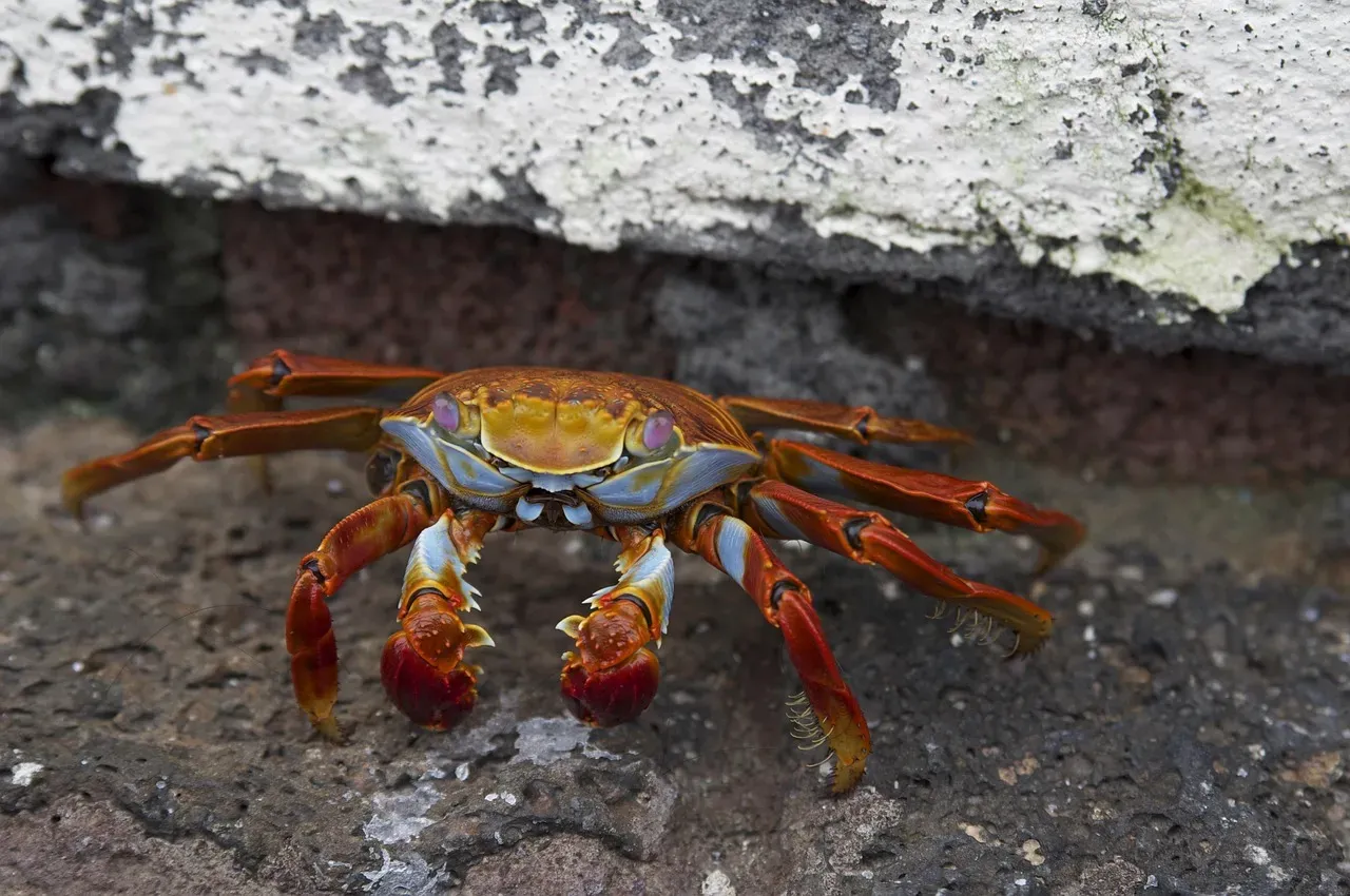 Christmas Island Red Crabs: Nature's Most Coordinated March (Image Credits: Pixabay)