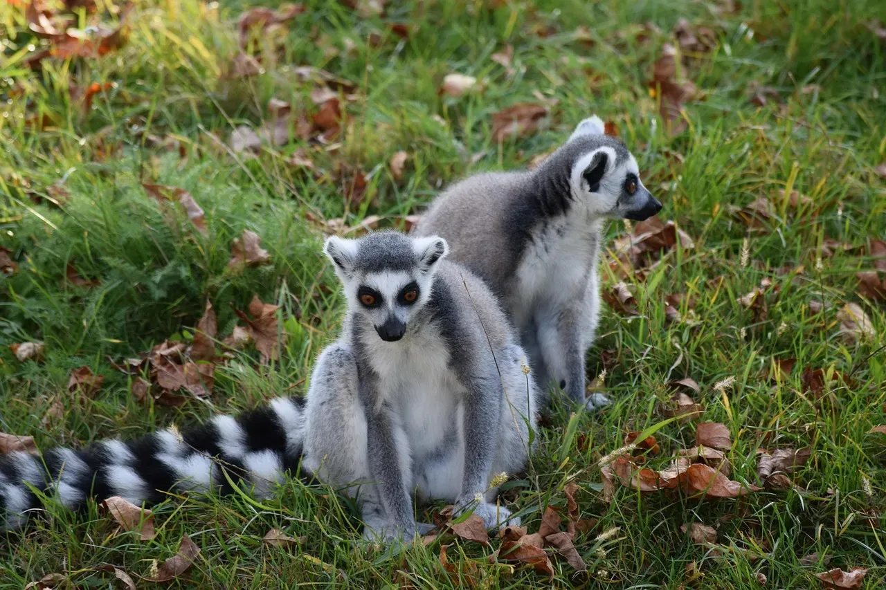 Ringtail (Image Credits: Pixabay)