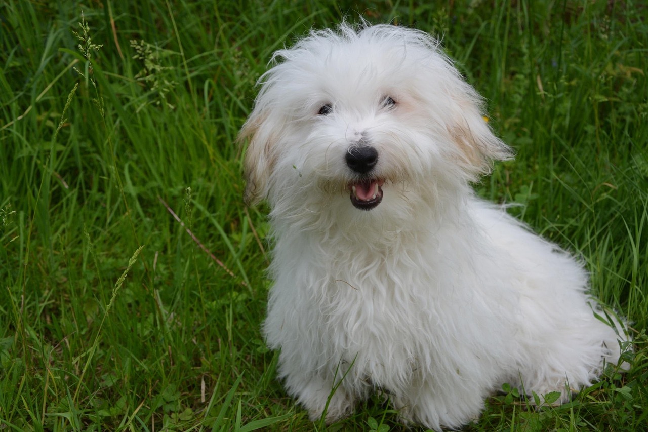 The Coton de Tulear (Image Credits: Pixabay)