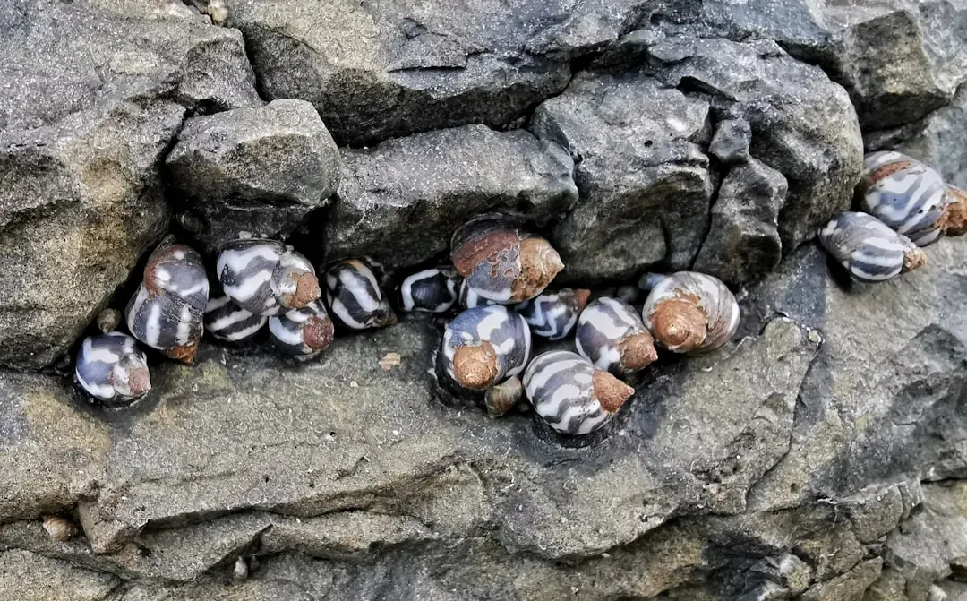 Zebra Mussels (Image Credits: Unsplash)