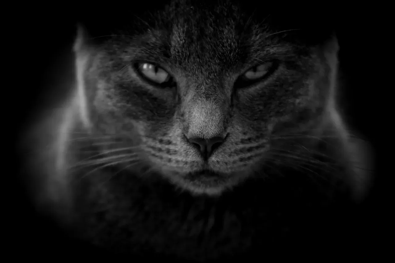 Leo: The Dramatic Diva (Image Credits: Pixabay)
