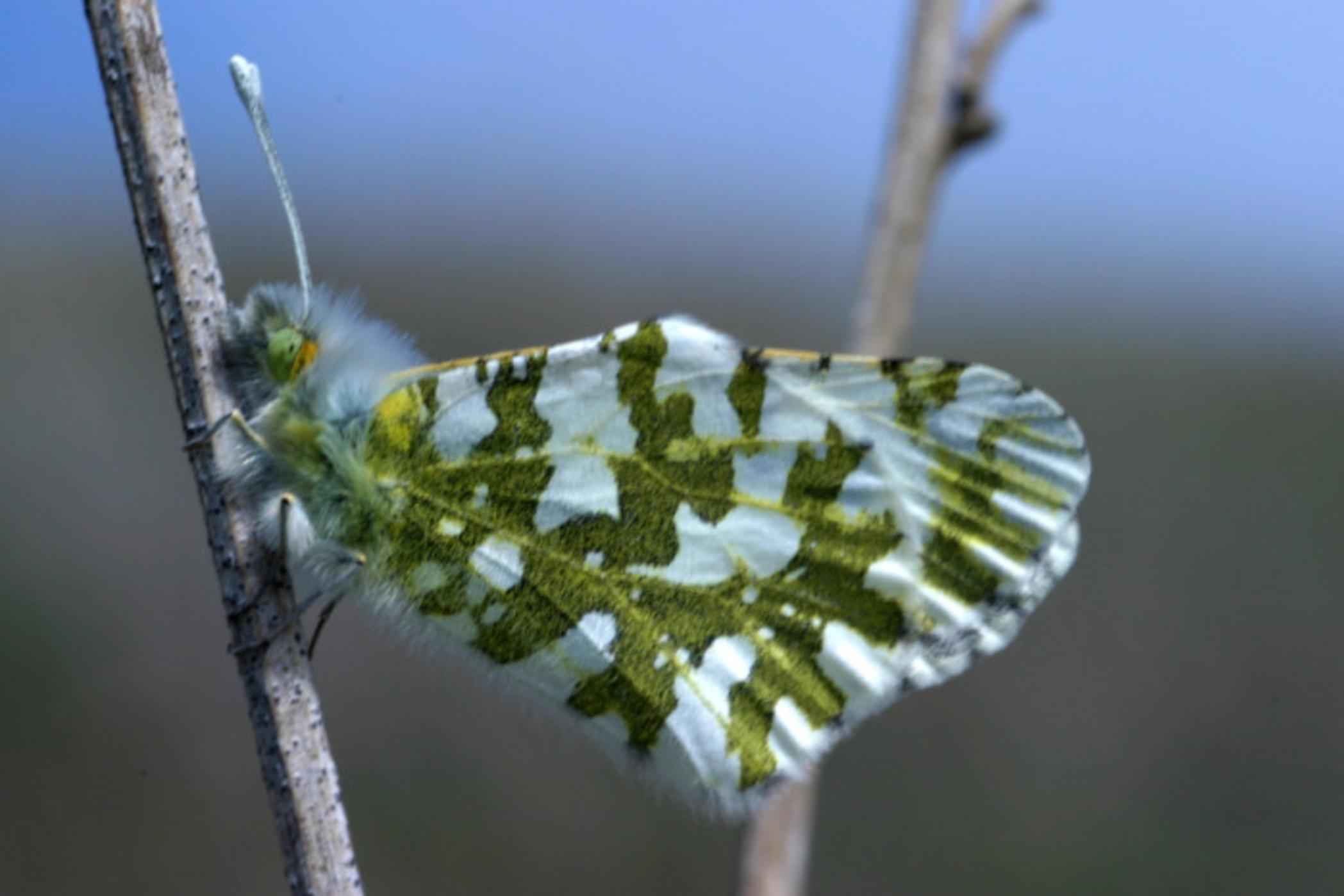 Island Marble Butterfly (Image Credits: Wikimedia)