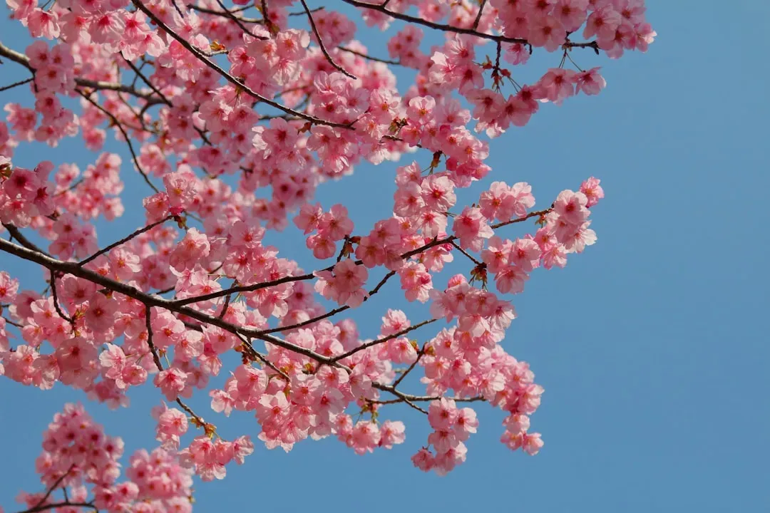 Delaware Peach Blossom: Agricultural Heritage and New Beginnings (Image Credits: Unsplash)