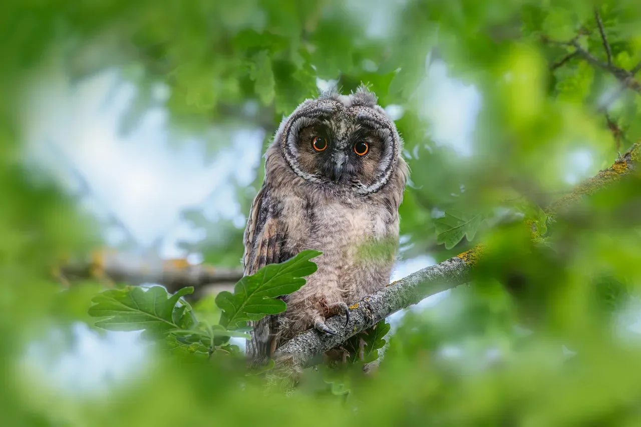 Birds: When the Stars Go Silent (Image Credits: Pixabay)