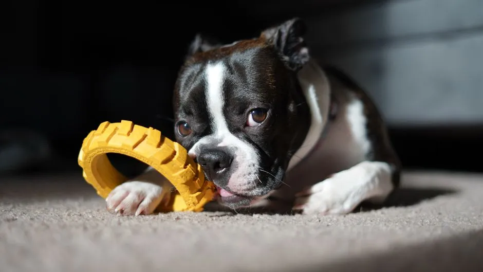 #9 - Boston Terrier: Compact Athlete Who Still Fits a One-Bedroom (Image Credits: Pexels)