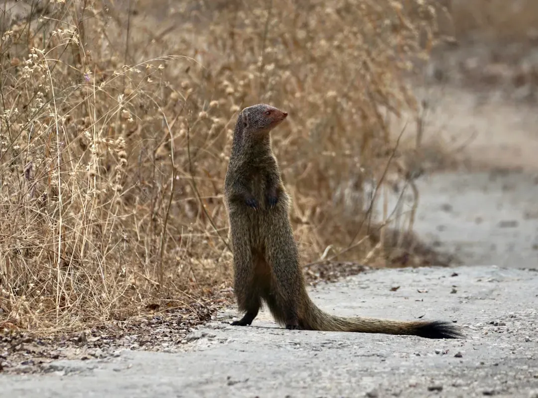 Mongooses and Their Snake-Fighting Heritage (Image Credits: Unsplash)
