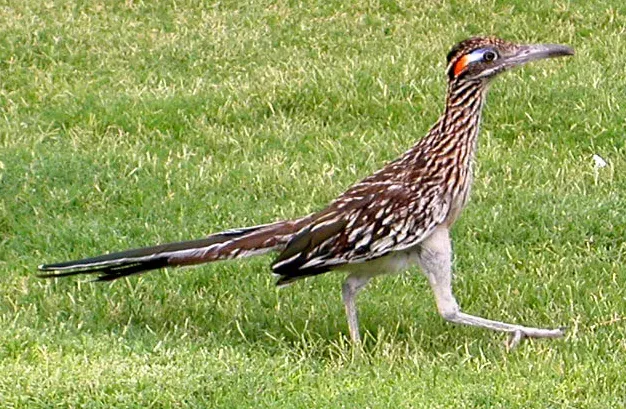 Aries: The Roadrunner (Image Credits: Wikimedia)