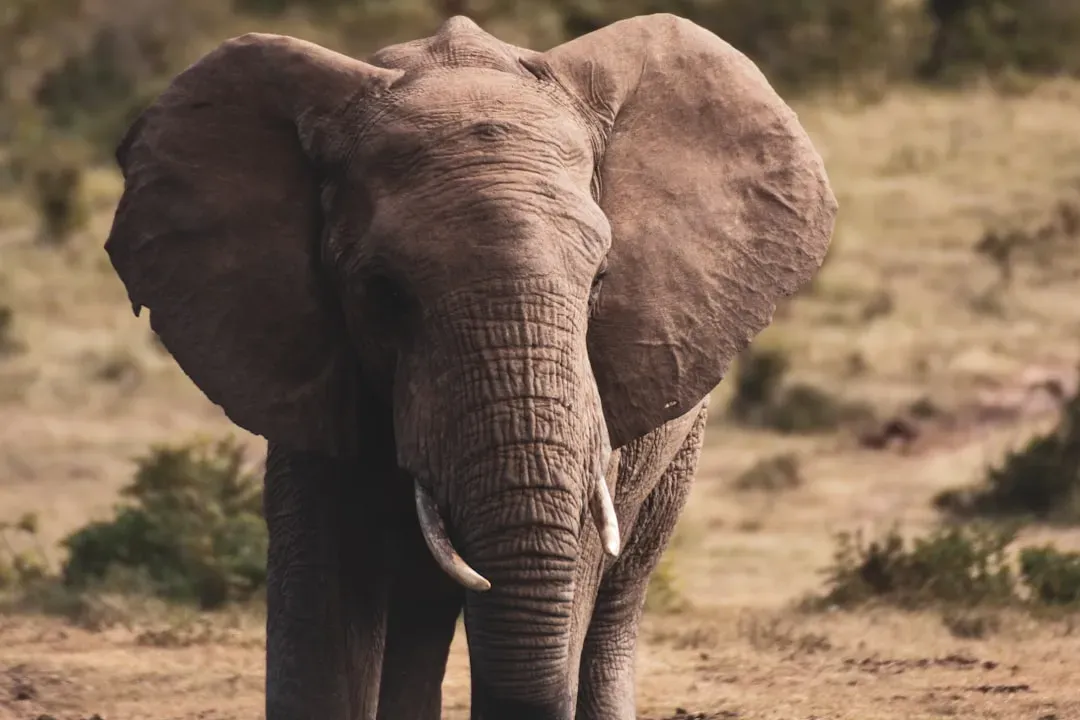 Elephants Sleep Less Than You Think Possible (Image Credits: Unsplash)