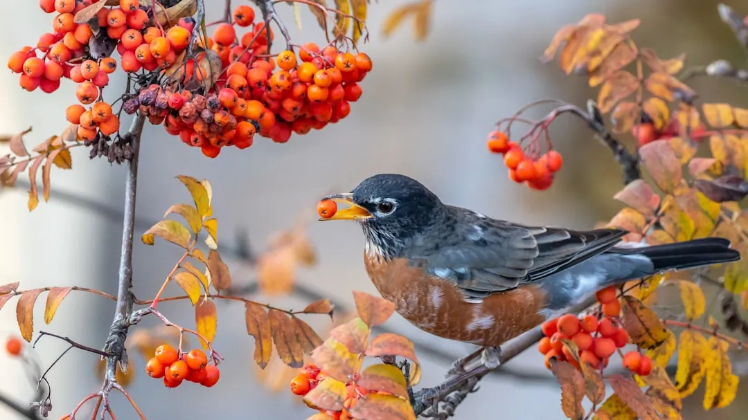 #7 - The American Robin: The Seed Spreader Hiding in Plain Sight (Image Credits: Unsplash)