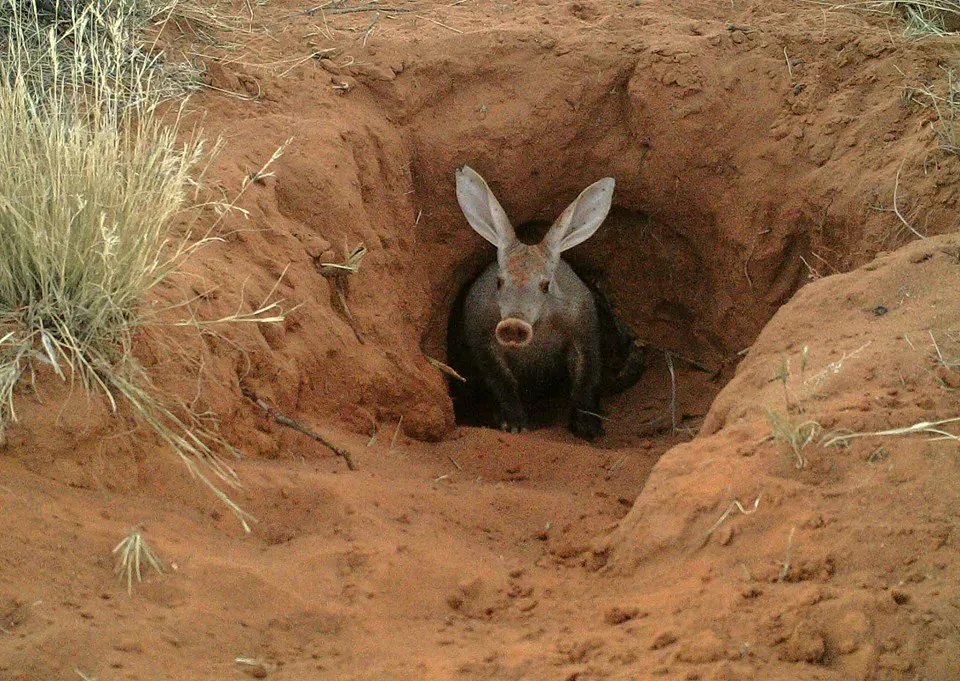 8. Abandoned Aardvark Burrows Become Homes for Dozens of Other Species (Image Credits: Wikimedia)