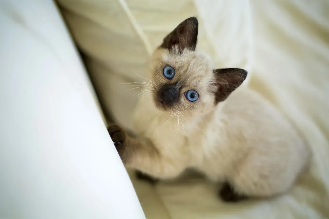 7. Korat (Image Credits: Pixabay)