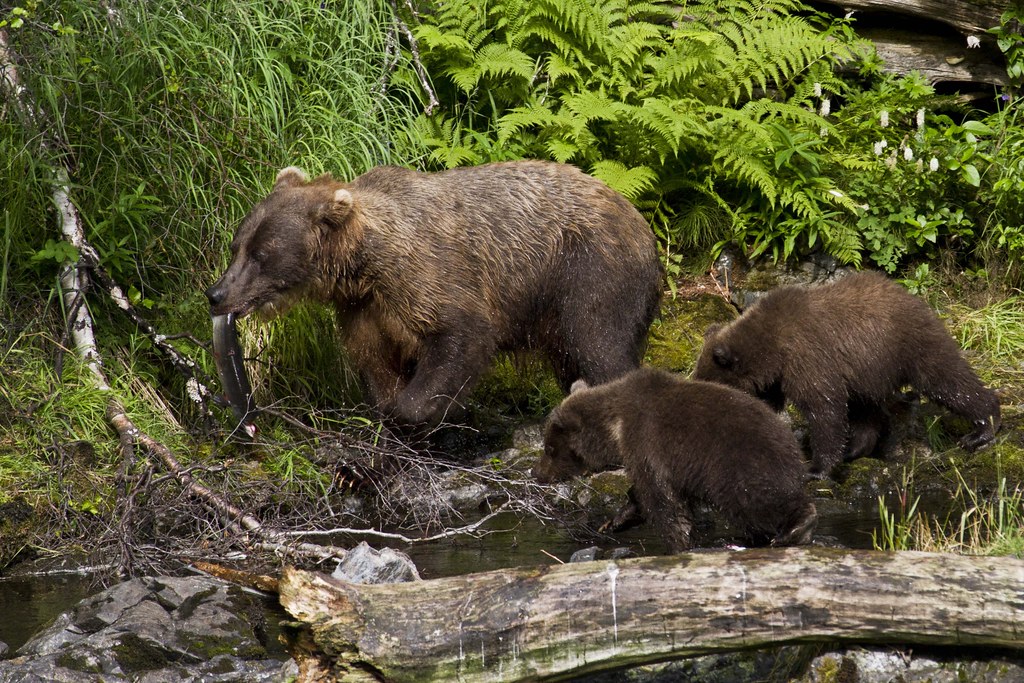 What Actually Works According to Bear Experts (Image Credits: Flickr)