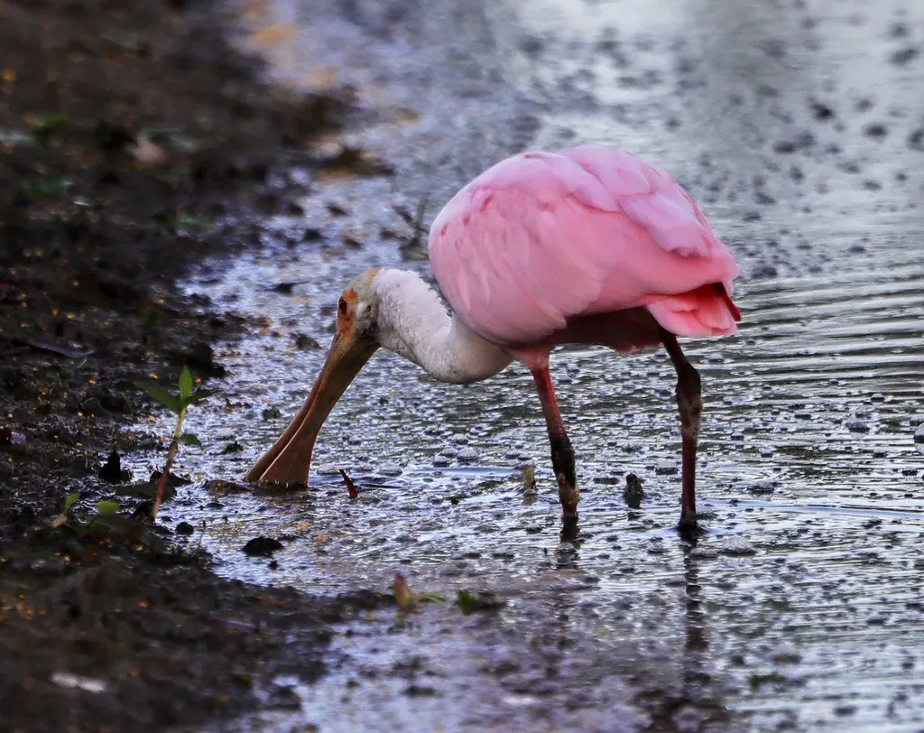Everglades Restoration and the Reason Flamingos Might Actually Stay (Tanque Verde, Flickr, CC BY 2.0)
