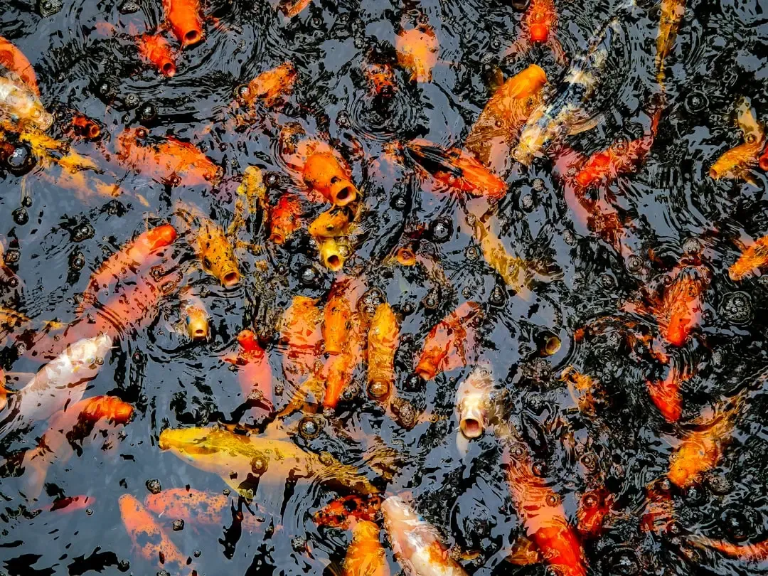 7. The Mississippi River Basin: A Highway for Aquatic Invaders (Image Credits: Unsplash)