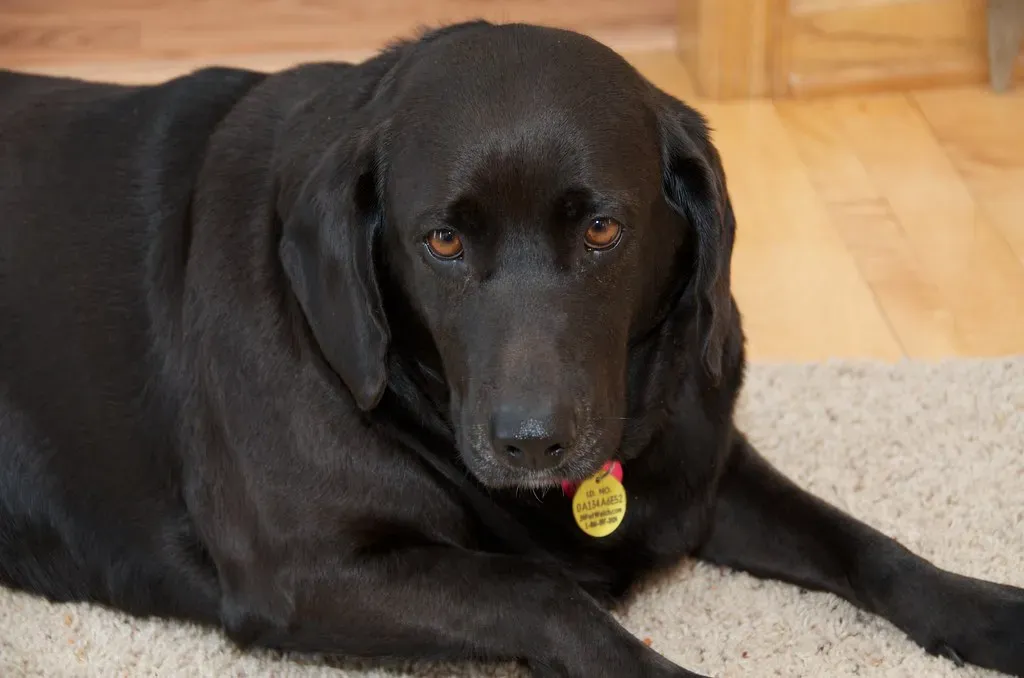 The Calmest Companions: Quiet Breeds for Peaceful Homes (Image Credits: Flickr)