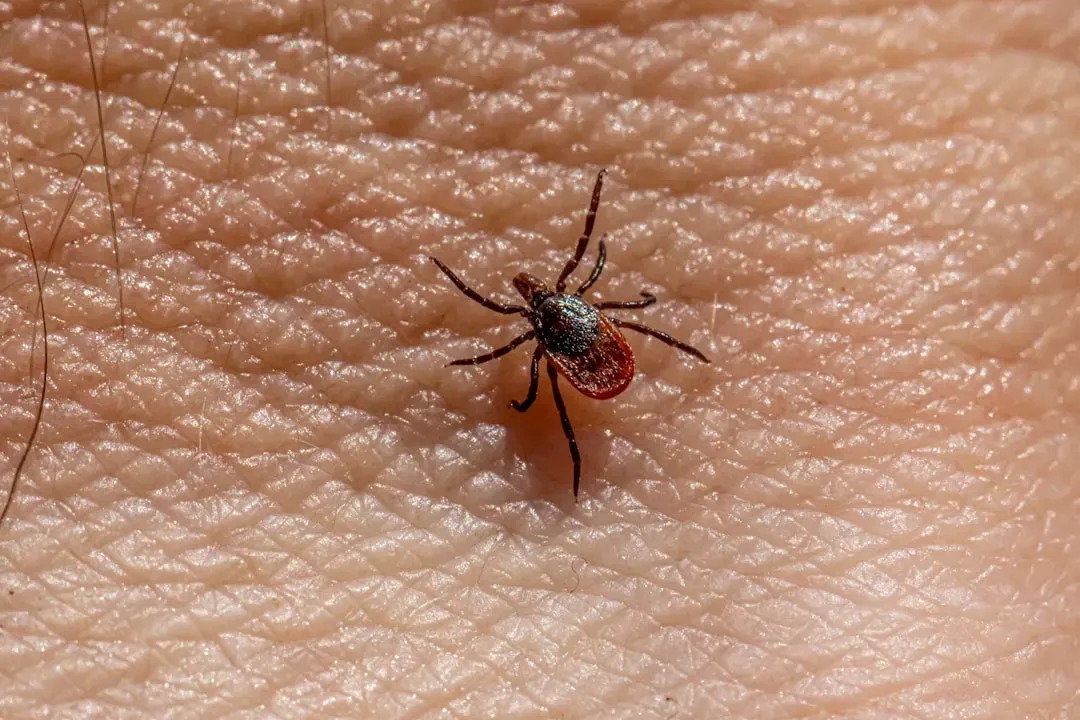 10. Ticks: The Tiny Terror with a Big Health Impact (Image Credits: Unsplash)