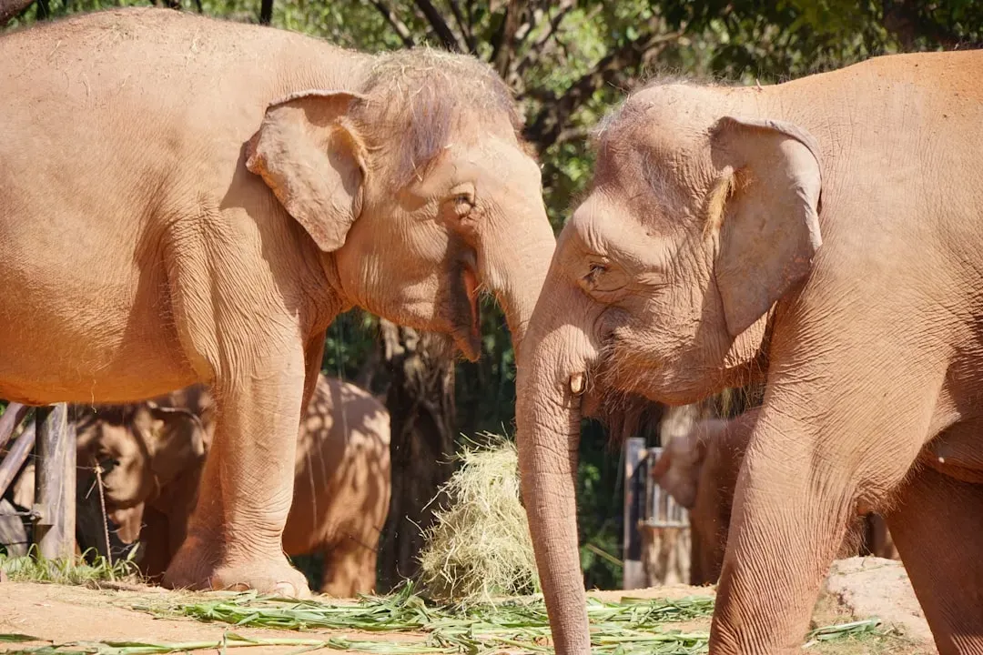 1. Elephants That Call Each Other by Name (Image Credits: Unsplash)