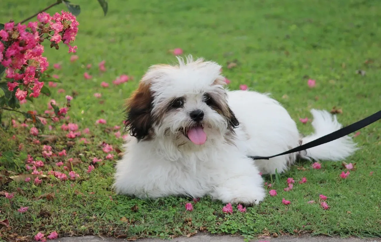 #12: Lhasa Apso (Image Credits: Pixabay)