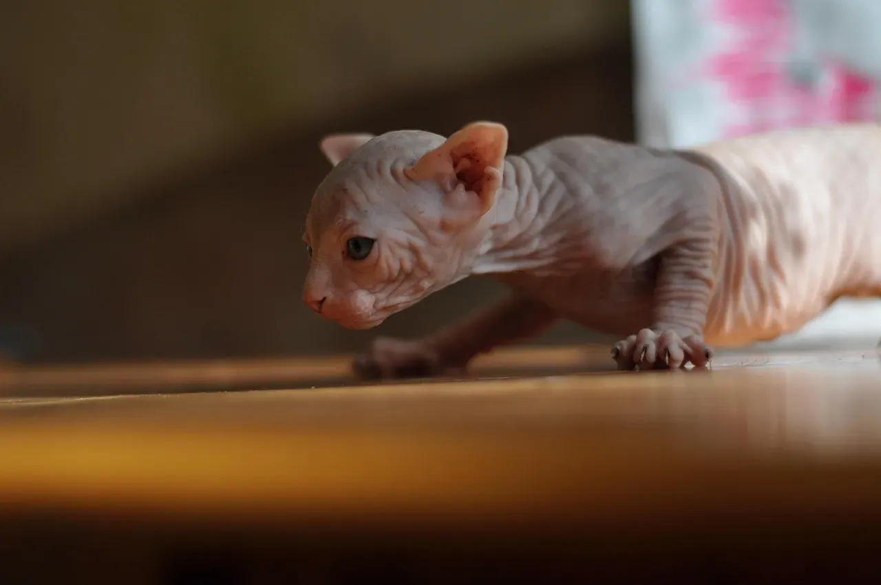 5. Sphynx: Needy, High-Strung, and Quick to Snap (Image Credits: Pixabay)
