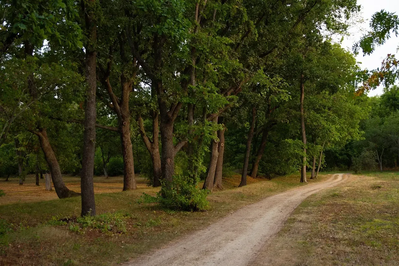 #5: The Forest and Wooded Landscape Dweller - Restorative, Nature-Bonded, and Emotionally Stable (Image Credits: Pixabay)
