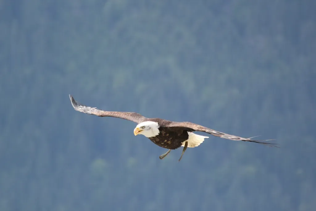 10. Bald Eagle: America's Symbol of Strength, Earned in Full (Image Credits: Rawpixel)