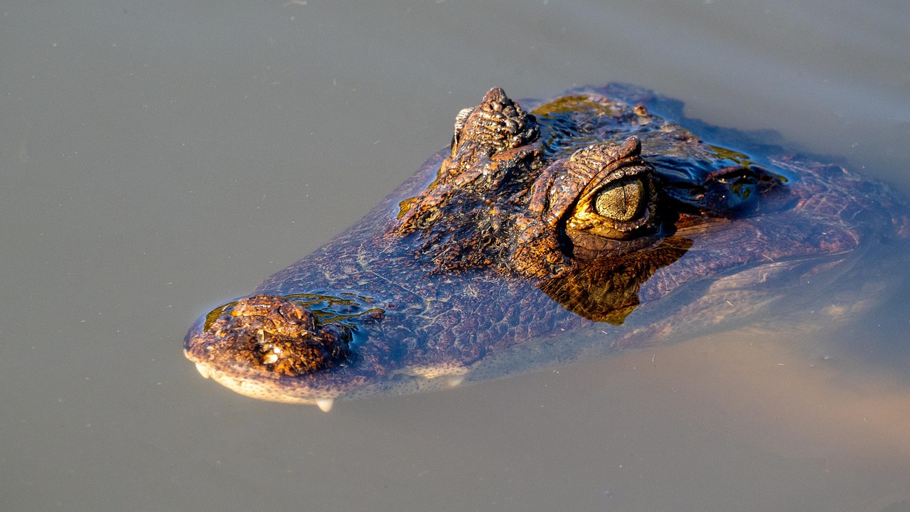 The Crocodile on the Plane That Changed Everything (Image Credits: Pixabay)
