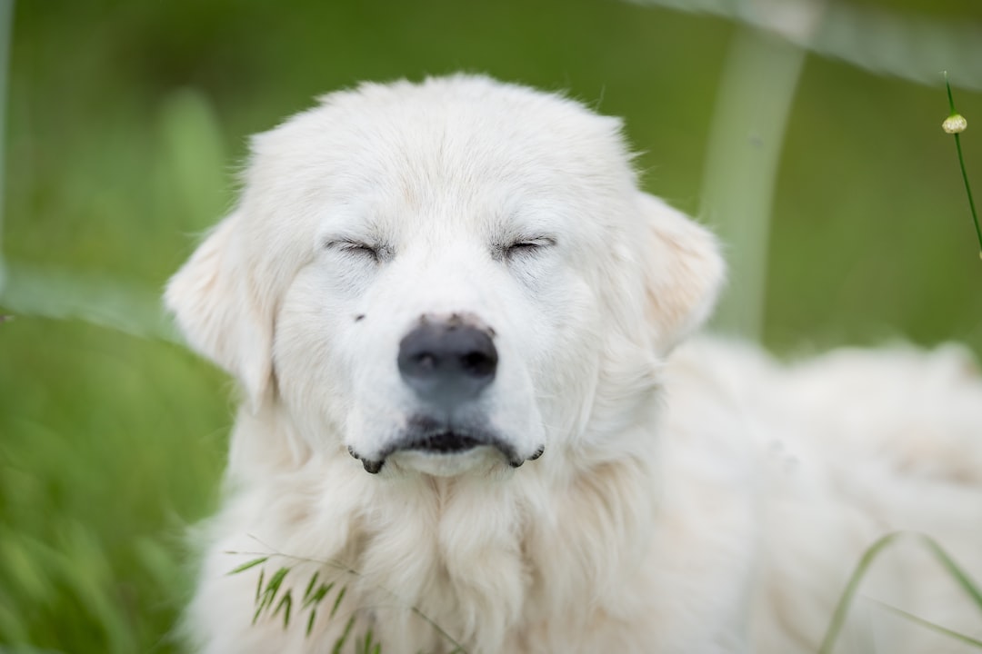 The Universal Language of the Slow Blink (Image Credits: Unsplash)