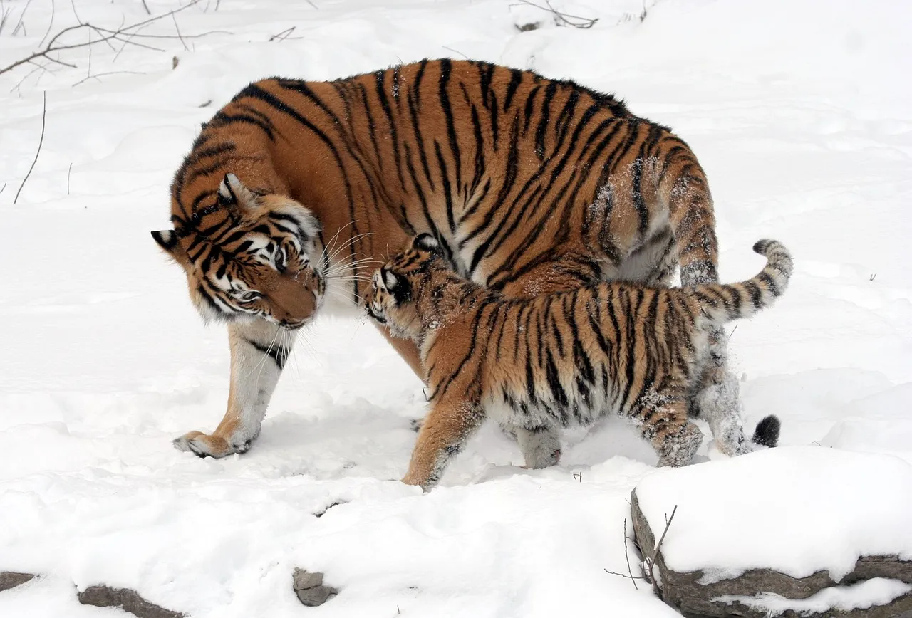#6 - Tigers: The Terrifyingly Loyal Introverts (Image Credits: Pixabay)