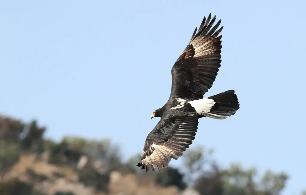 11. Verreaux's Eagle - The Rock Hyrax Specialist (Derek Keats, Flickr, CC BY 2.0)
