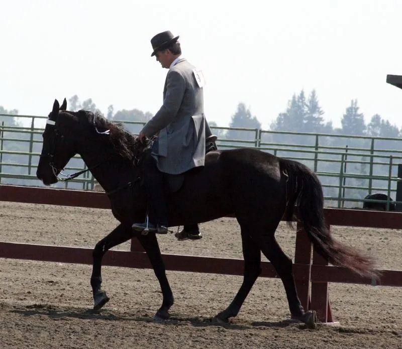 #22 - Tennessee Walking Horse (Just chaos, Flickr, CC BY 2.0)