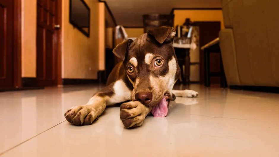 #10 - Grooming Less, or Obsessively Licking One Joint (Image Credits: Pexels)