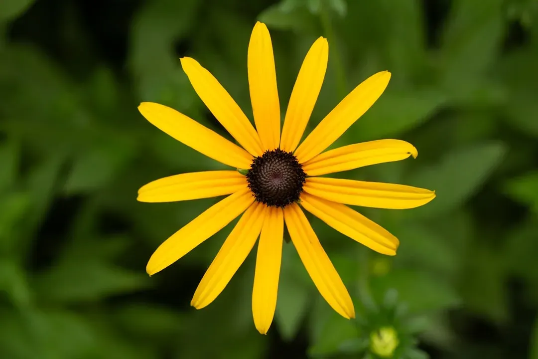 #1 Black-Eyed Susan (Rudbeckia hirta): The Sunny Workhorse (Image Credits: Unsplash)