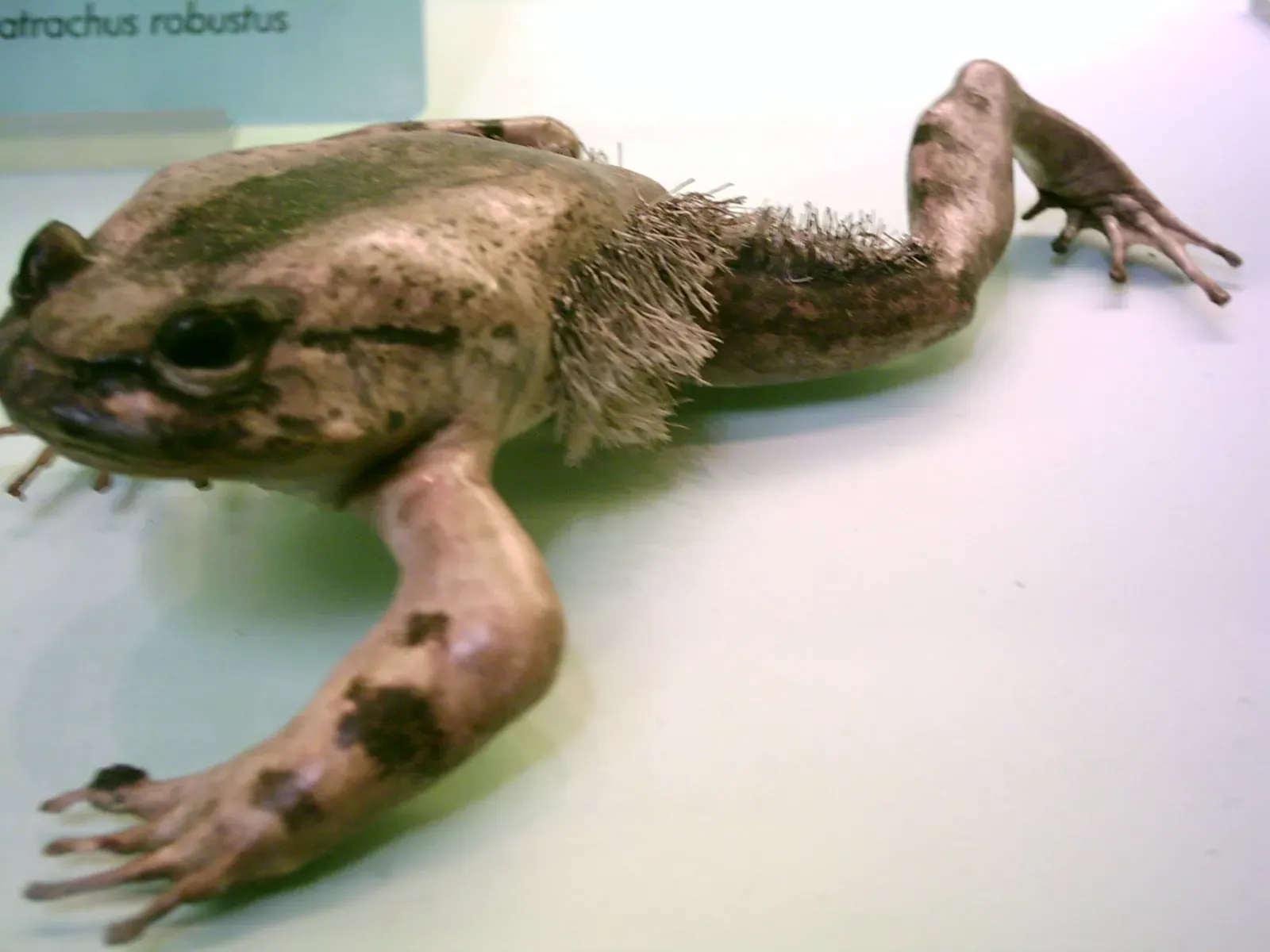 The Hairy Frog Breaks Its Own Bones to Make Claws (Image Credits: Wikimedia)