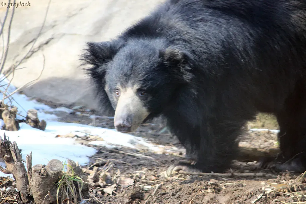 10. Washington: Pacific Rainforests and Bear Country (greyloch, Flickr, CC BY-SA 2.0)