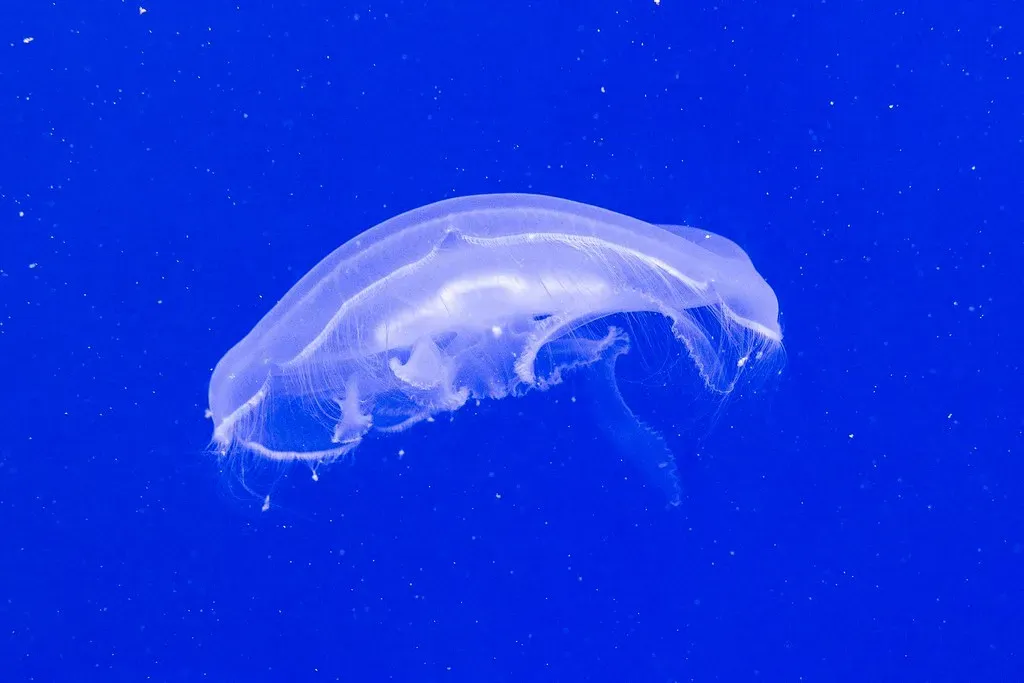 #4: Negligible Senescence and the Animals That Barely Age at All (Image Credits: Flickr)