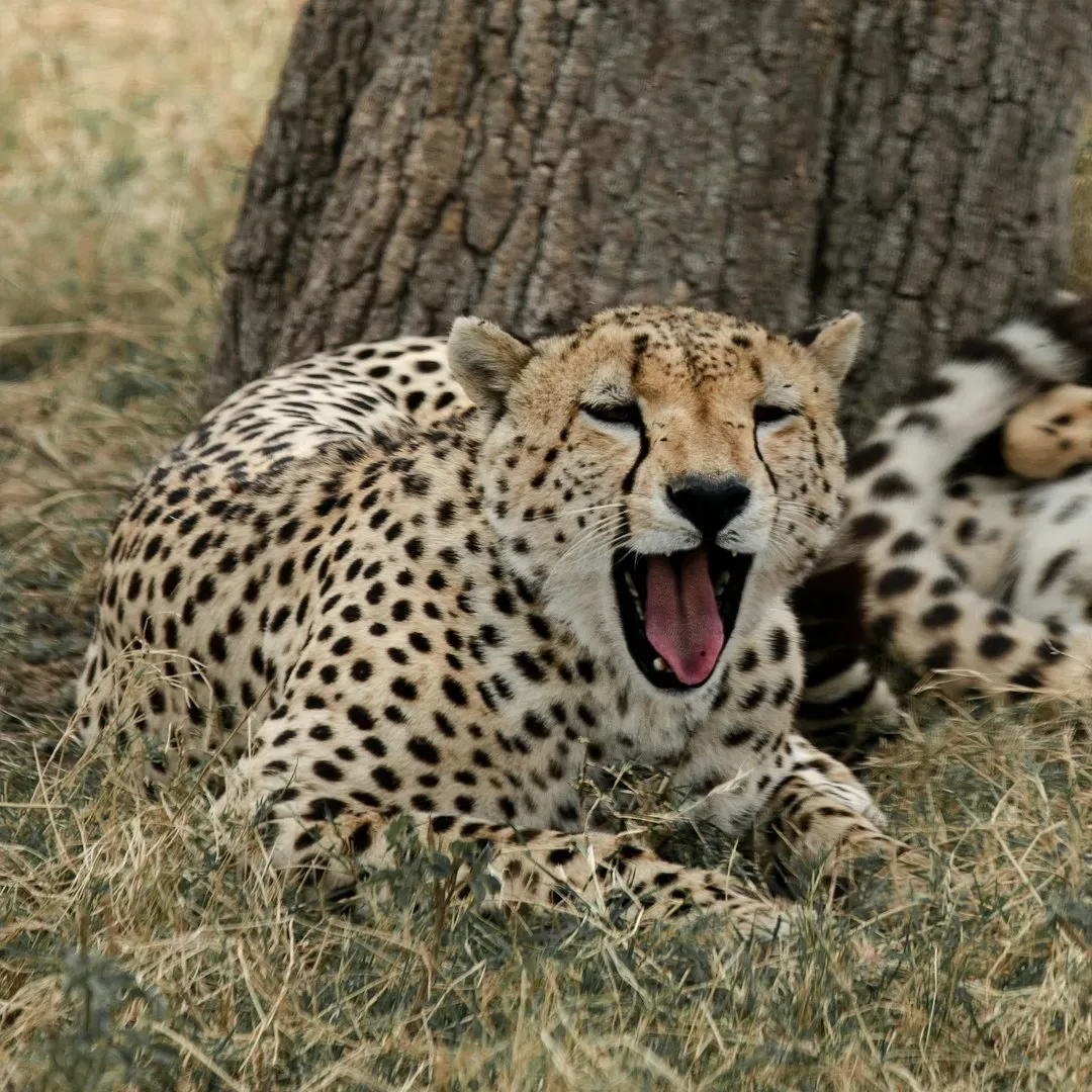The Cheetah's Birdlike Chirp (Image Credits: Unsplash)
