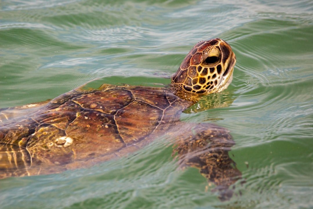 Kemp's Ridley Sea Turtle: The Ocean's Smallest Wanderer (Image Credits: Unsplash)