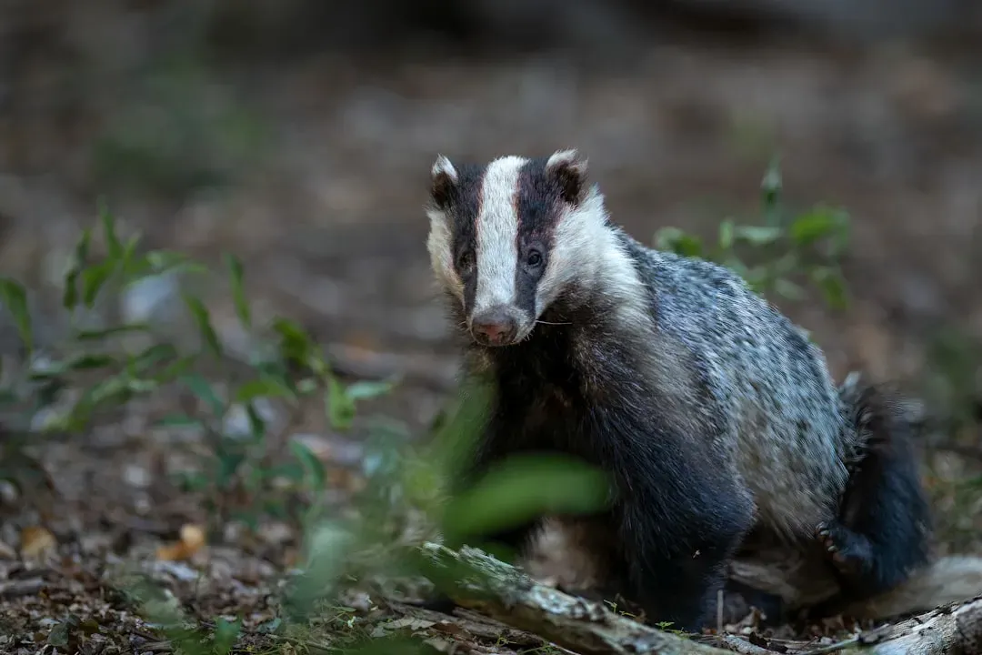 #9. Sagittarius: The Honey Badger (Image Credits: Unsplash)