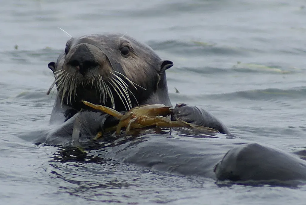Sea Otters: The Adorable Kelp Guardians (Image Credits: Flickr)