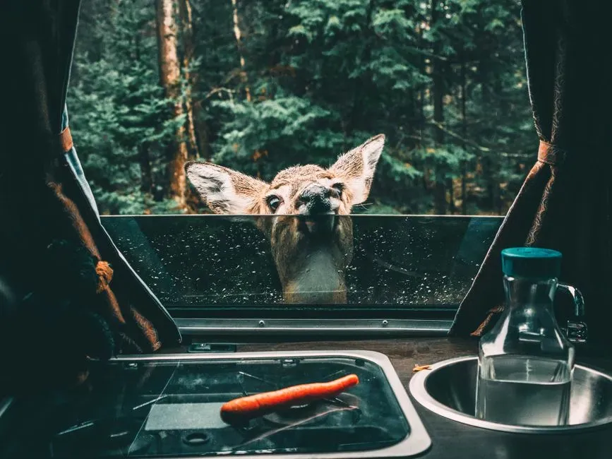 What These Moments Reveal About Coexistence (Image Credits: Pexels)