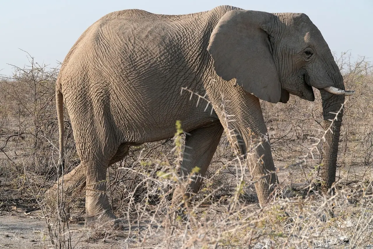 Comparative Thanatology: Studying Death Across Species (Image Credits: Pixabay)