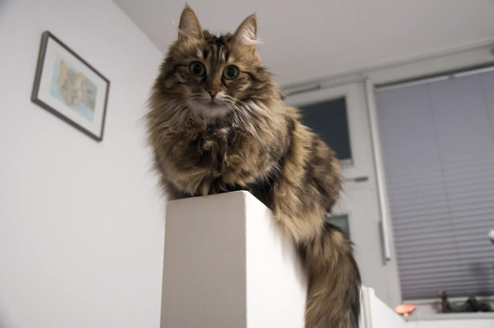 Turkish Angora (Image Credits: Wikimedia)