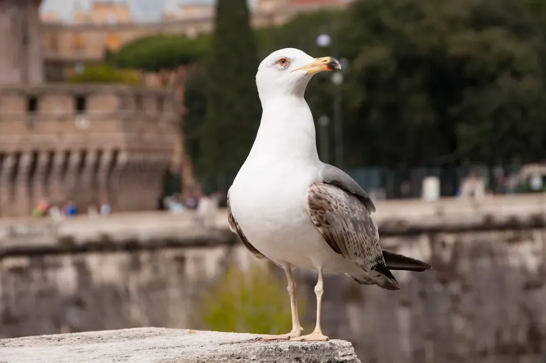 The Geese That Saved Rome (Image Credits: Unsplash)