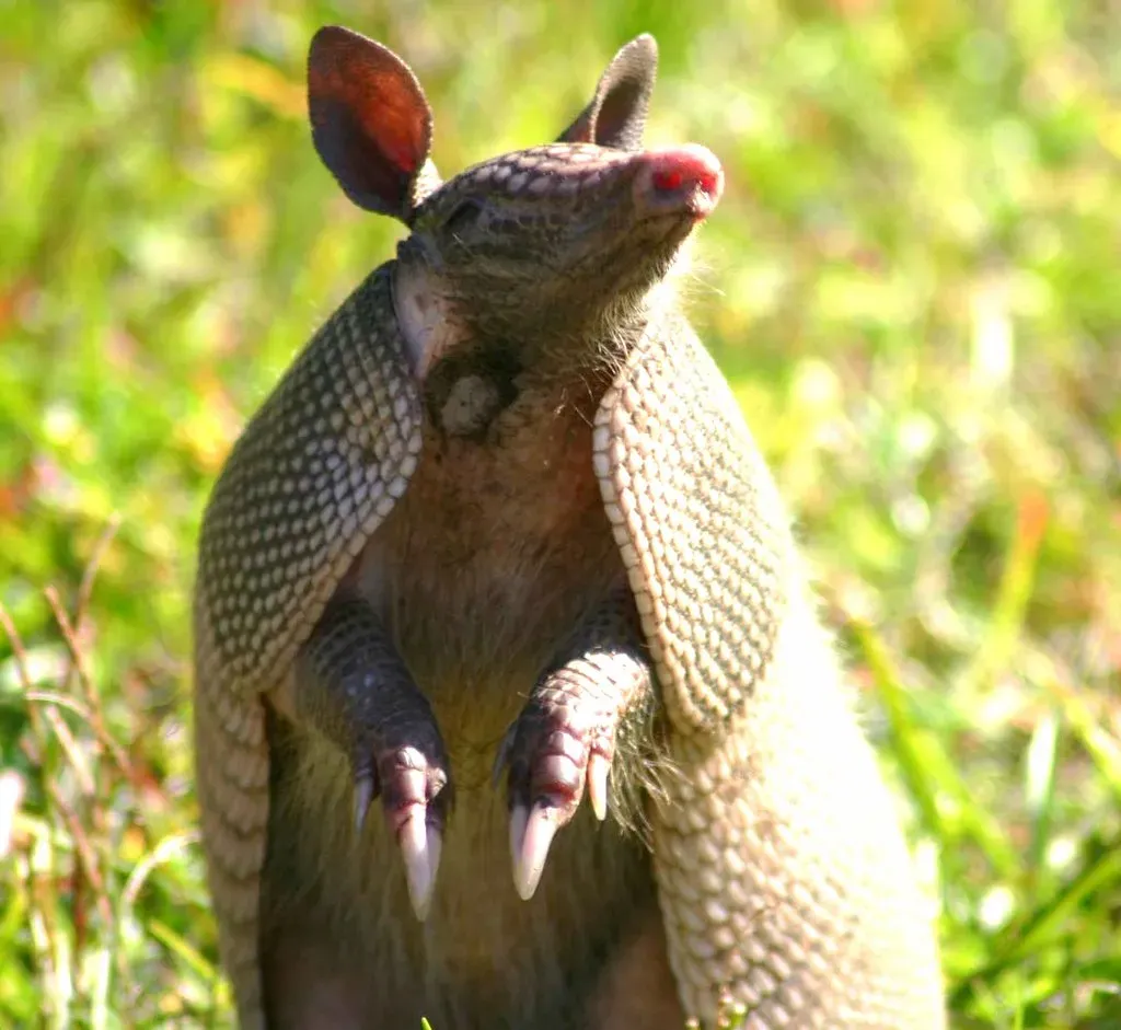 Wrapping It Up: Armadillos Rule the Oddball Kingdom (Image Credits: Flickr)