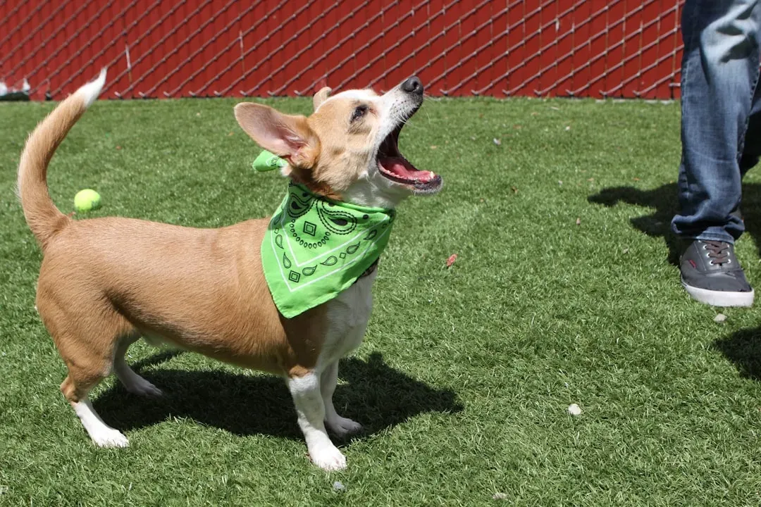 #13 – The Chihuahua Everyone Underestimates (Image Credits: Unsplash)