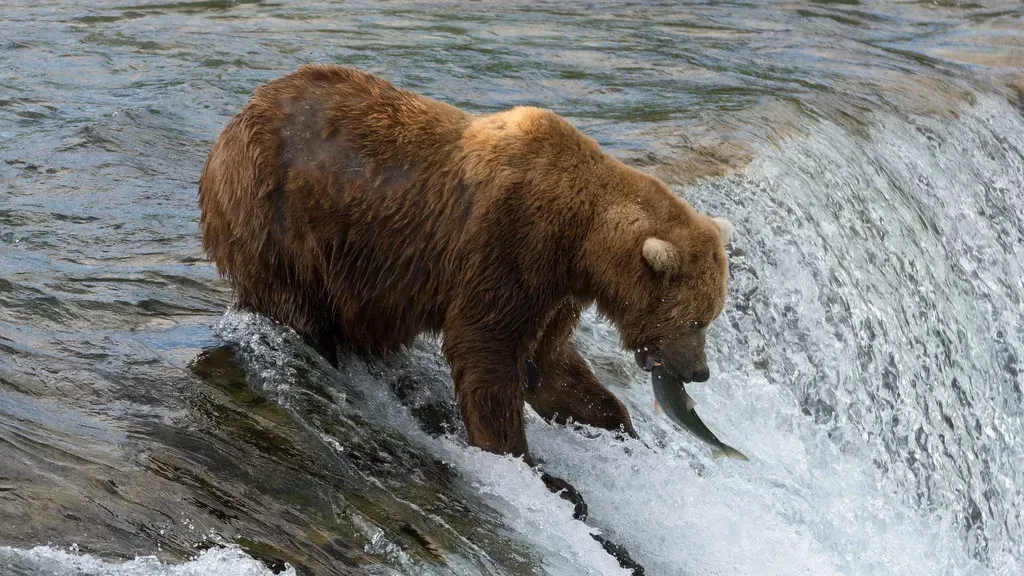 More Than a Predator: The Brown Bear as an Ecosystem Engineer (Christoph Str&auml;ssler, Flickr, CC BY-SA 2.0)