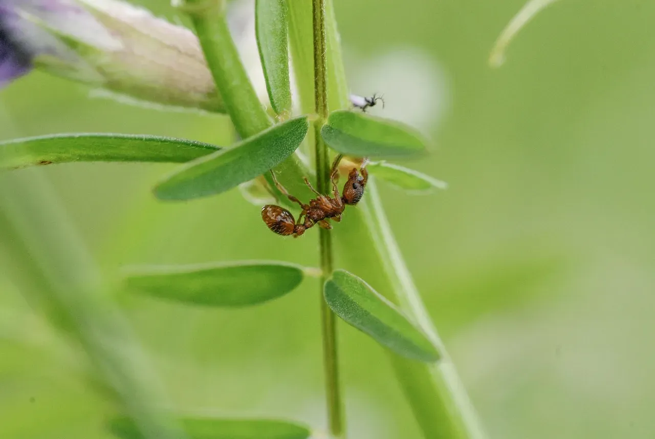 Capricorn: The Leaf-Cutter Ant (Image Credits: Pixabay)