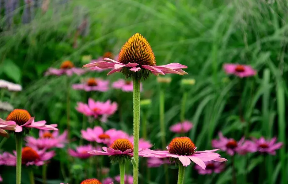 Purple Coneflower (Echinacea purpurea): A Workhorse Nectar Plant (Image Credits: Pexels)