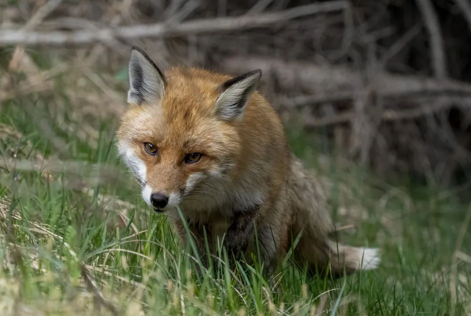 From Wild Fields to Human Science: What Researchers Have Learned (Image Credits: Pexels)